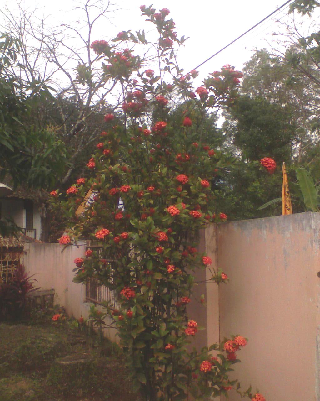 Detail Pohon Bunga Merah Nomer 21