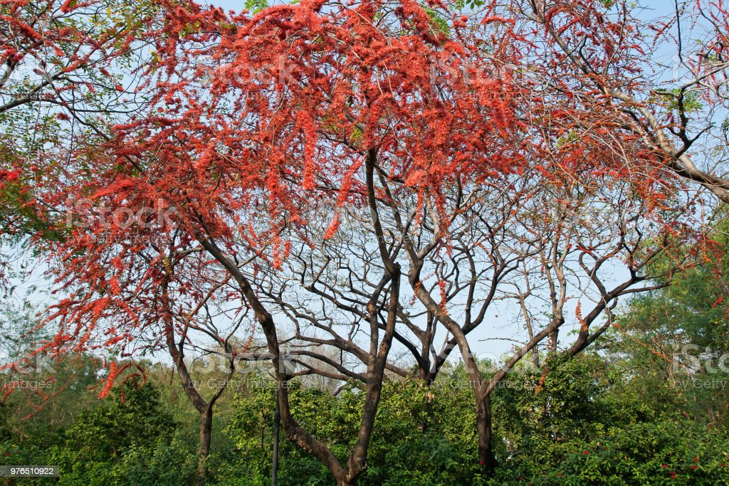 Detail Pohon Bunga Merah Nomer 26