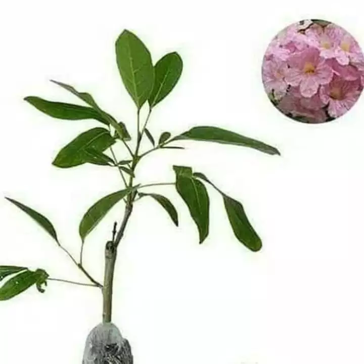 Detail Pohon Bunga Pink Nomer 34