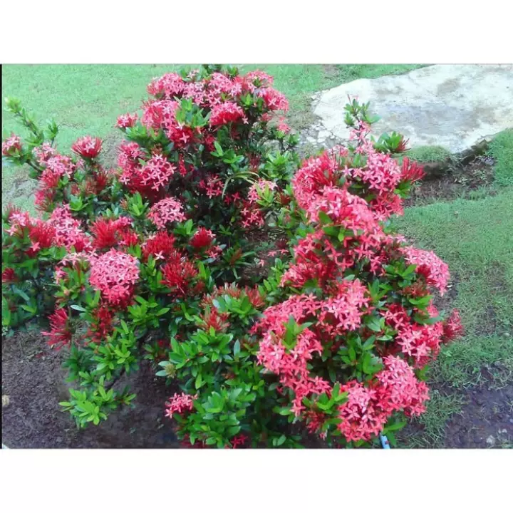 Detail Pohon Bunga Pink Nomer 36