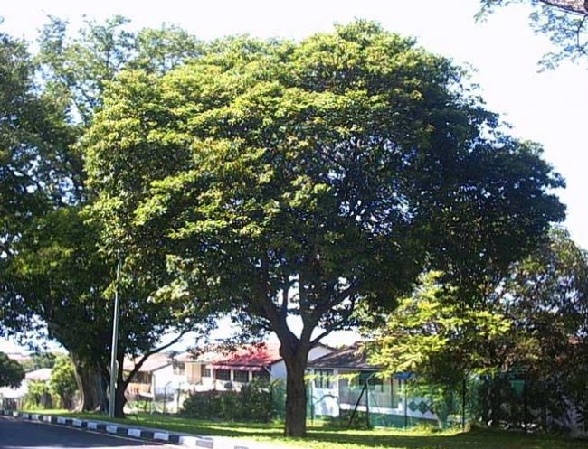 Detail Pohon Bunga Tanjung Nomer 17