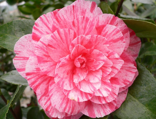 Detail Pohon Camelia Nomer 27