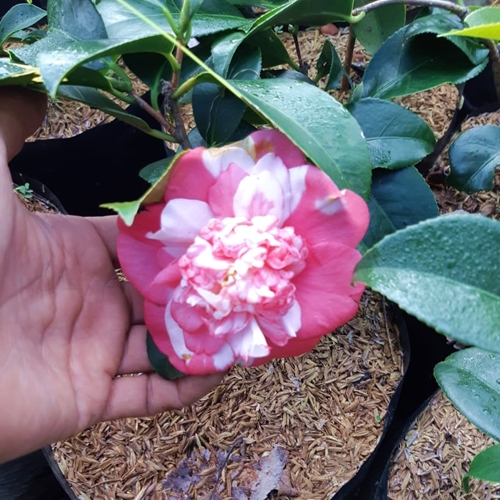 Detail Pohon Camelia Nomer 30