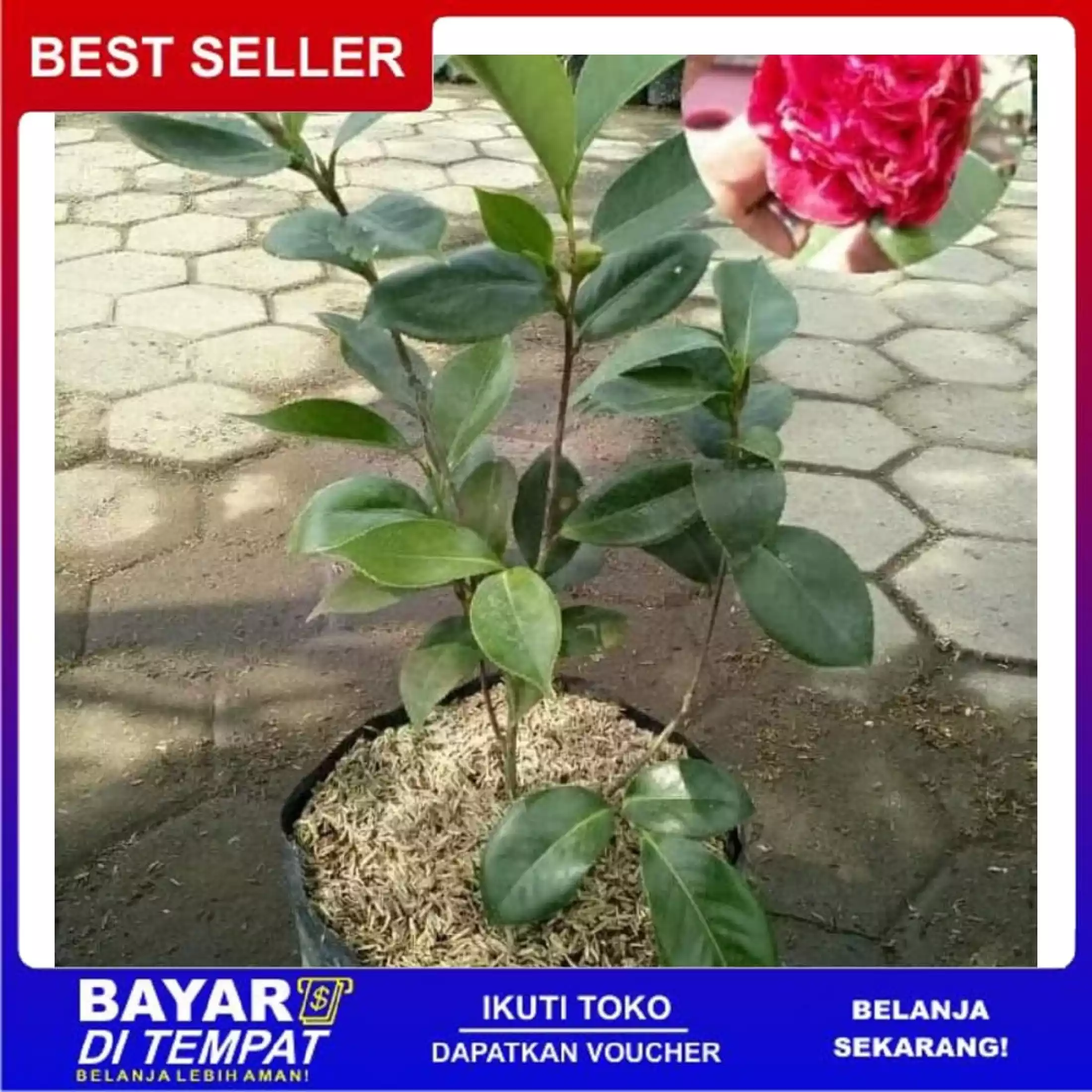 Detail Pohon Camelia Nomer 38