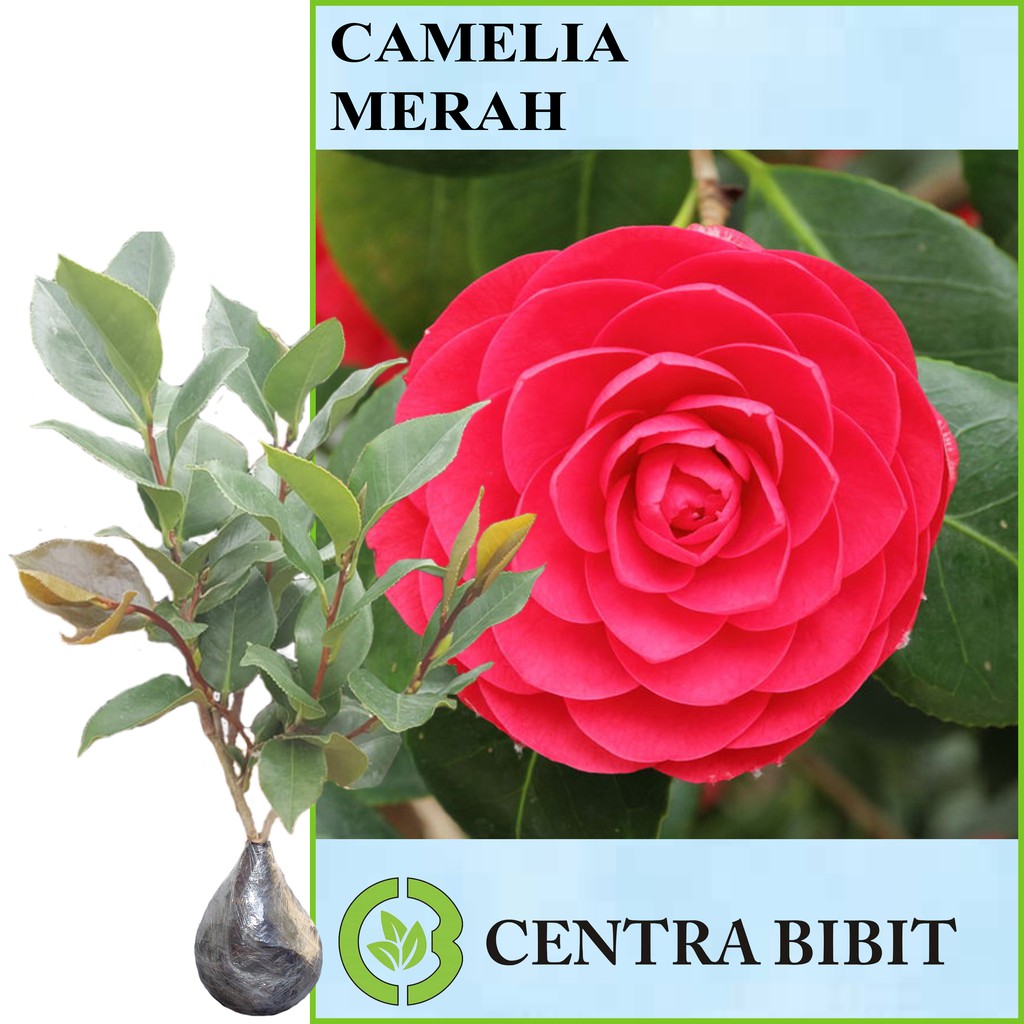 Detail Pohon Camelia Nomer 42