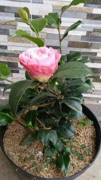 Detail Pohon Camelia Nomer 48