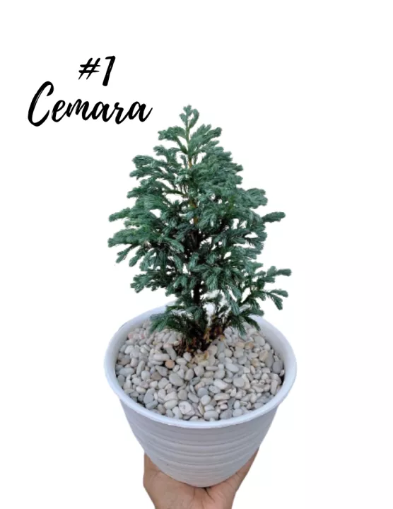 Detail Pohon Cemara Biru Nomer 29