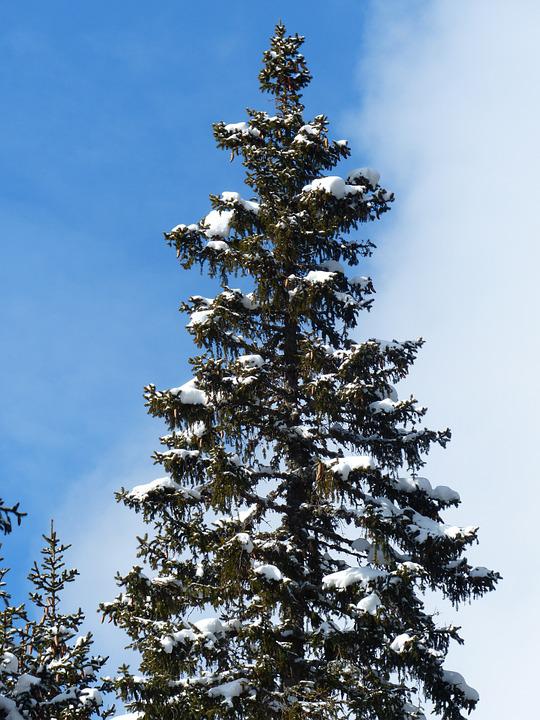 Detail Pohon Cemara Salju Nomer 54