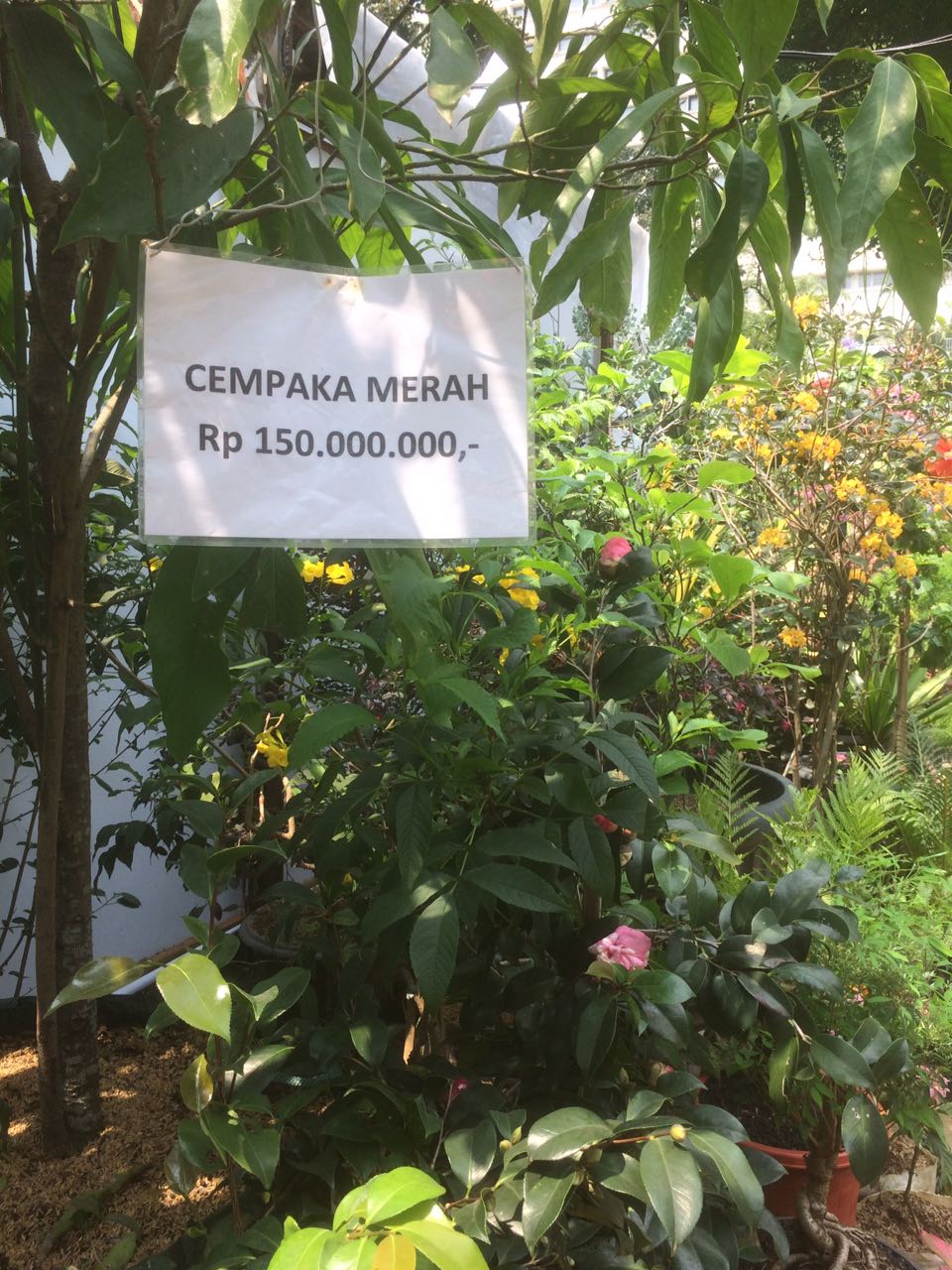 Detail Pohon Cempaka Merah Nomer 39