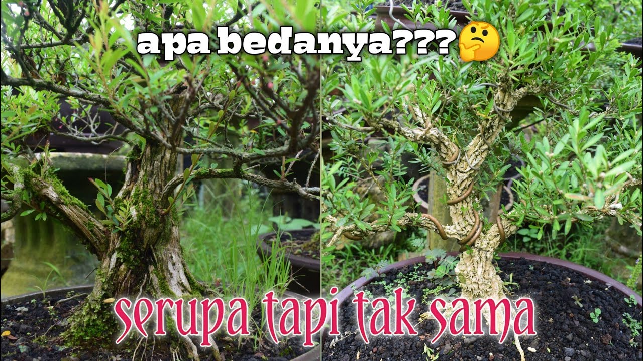 Detail Pohon Cendrawasih Di Alam Liar Nomer 6