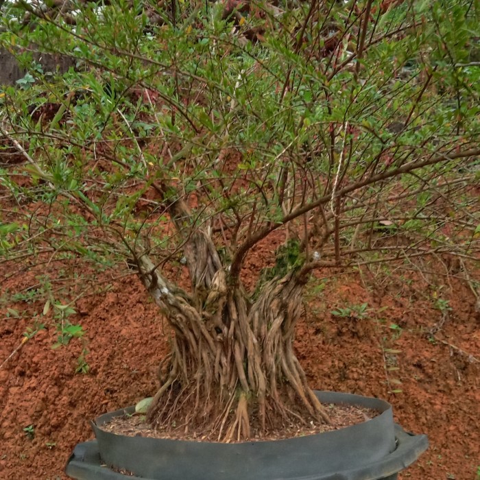 Detail Pohon Cendrawasih Di Alam Liar Nomer 8