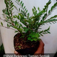 Detail Pohon Cendrawasih Di Alam Liar Nomer 22