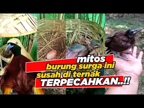 Detail Pohon Cendrawasih Di Alam Liar Nomer 39