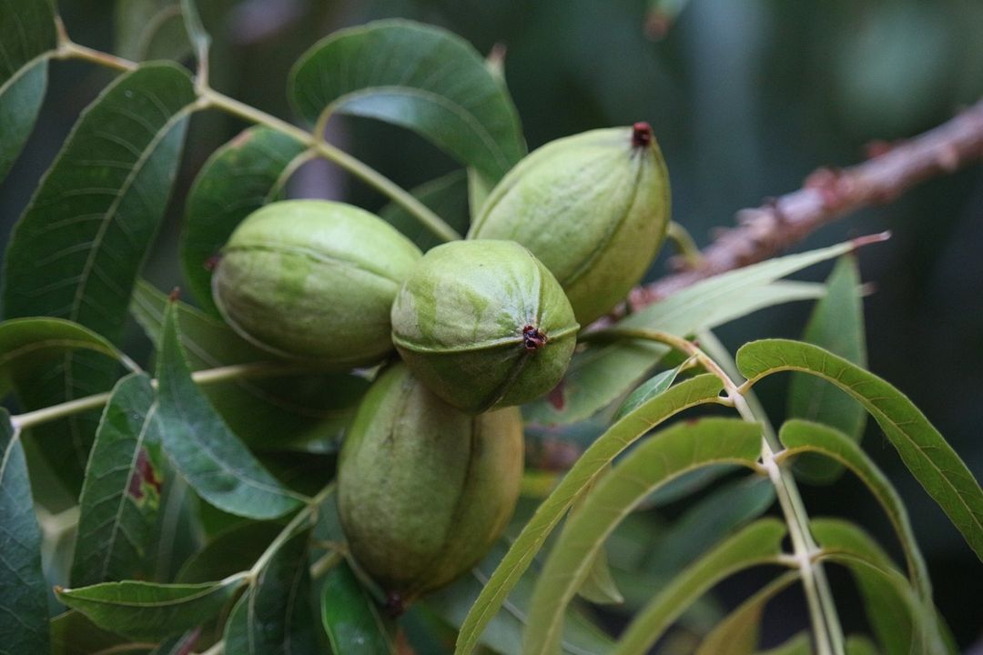 Pohon Dan Buah Kenari - KibrisPDR