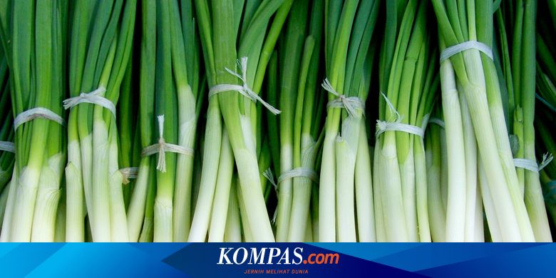 Pohon Daun Bawang - KibrisPDR