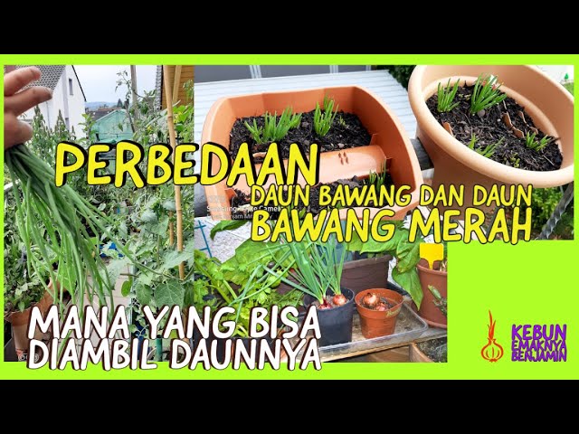 Detail Pohon Daun Bawang Nomer 42