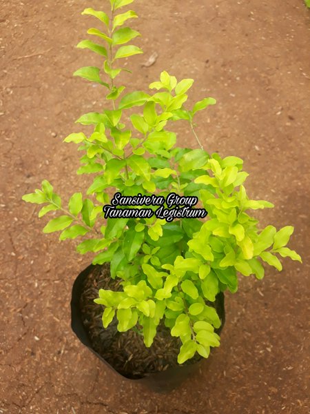 Detail Pohon Daun Kuning Nomer 10