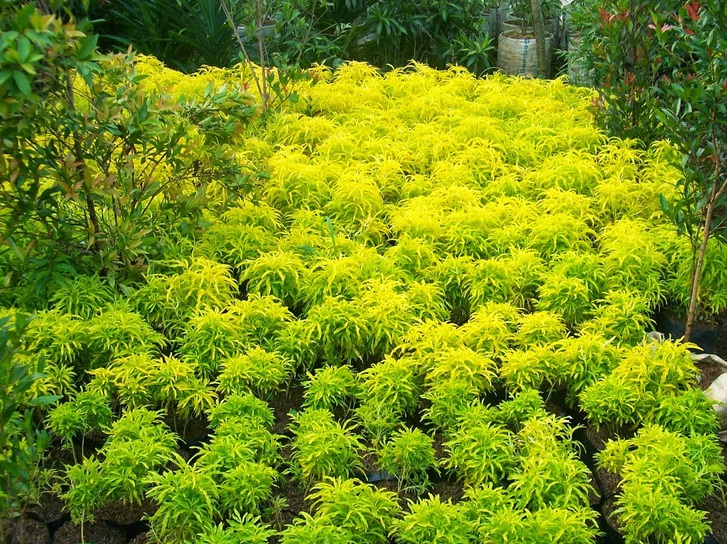 Download Pohon Daun Kuning Nomer 40