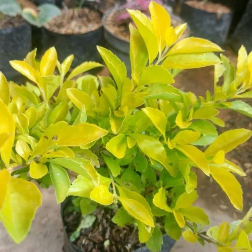 Download Pohon Daun Kuning Nomer 8