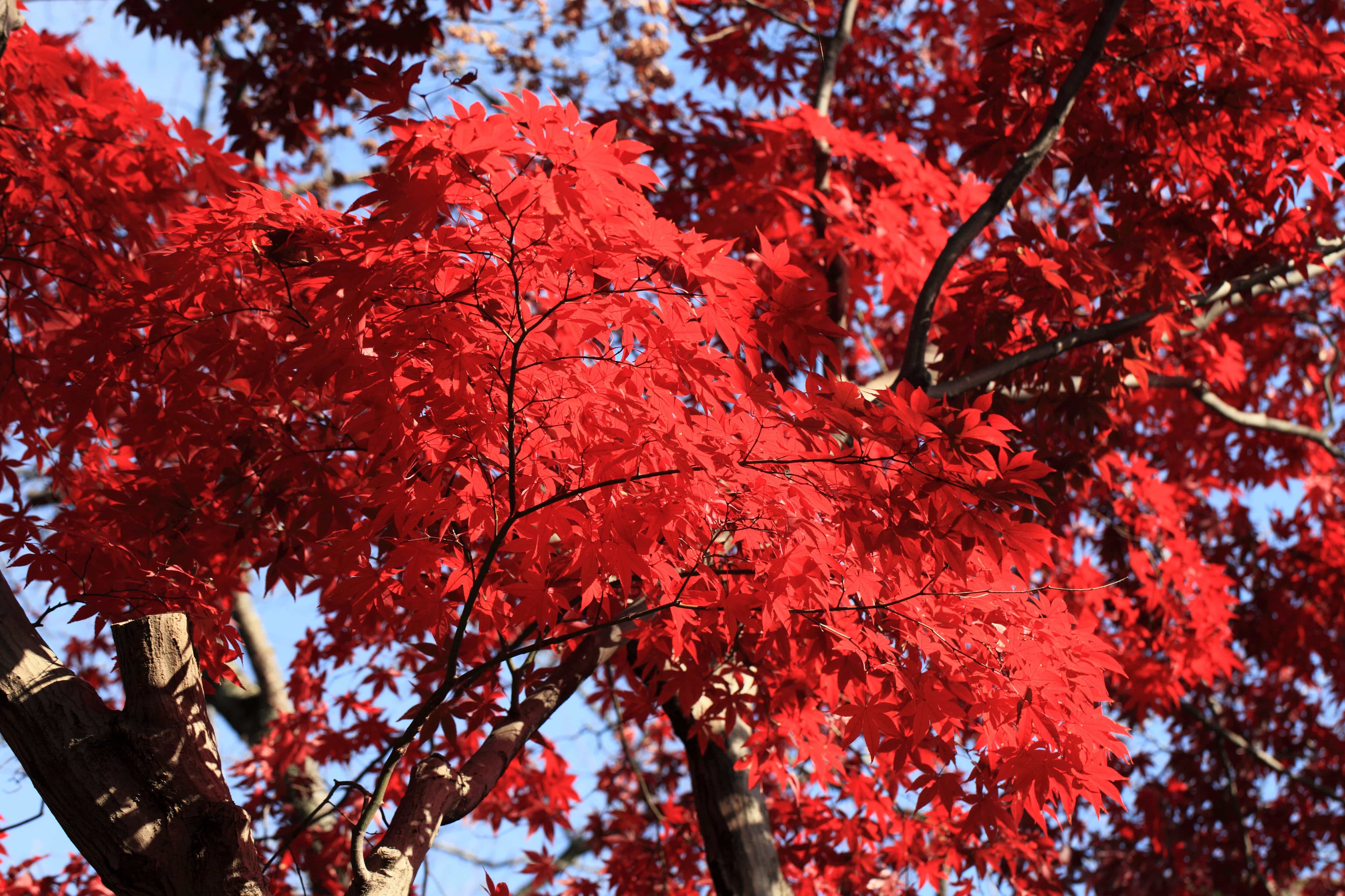 Detail Pohon Daun Merah Nomer 14