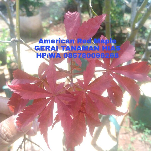 Detail Pohon Daun Merah Nomer 30