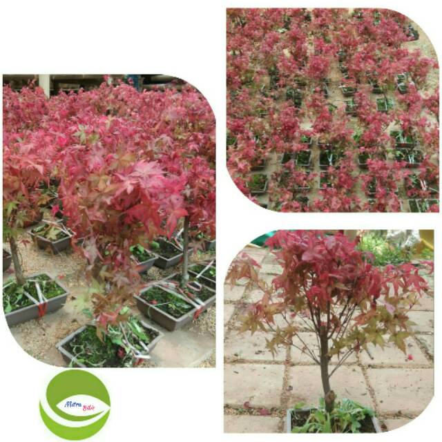 Detail Pohon Daun Merah Nomer 34