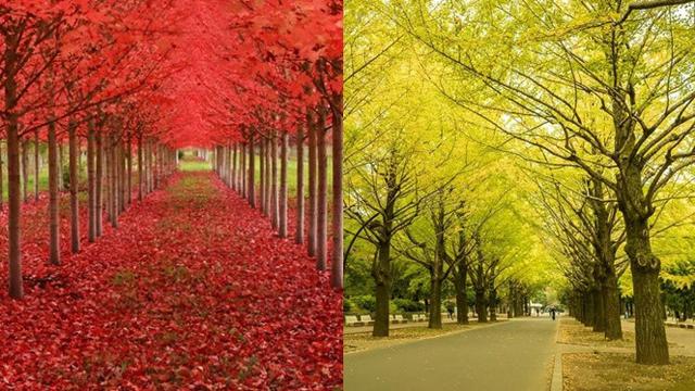 Pohon Daun Merah Di Indonesia - KibrisPDR