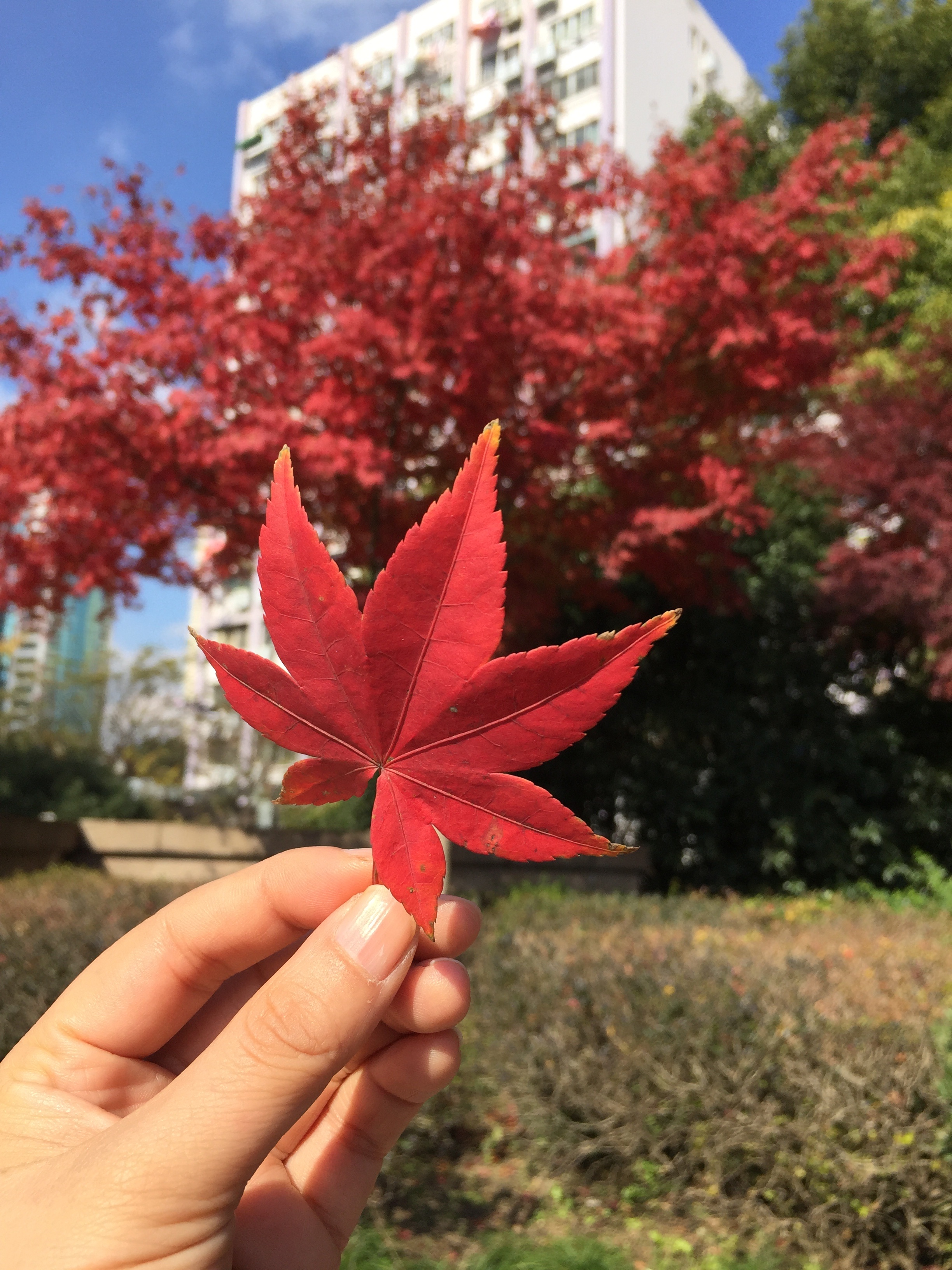 Detail Pohon Daun Merah Di Indonesia Nomer 12