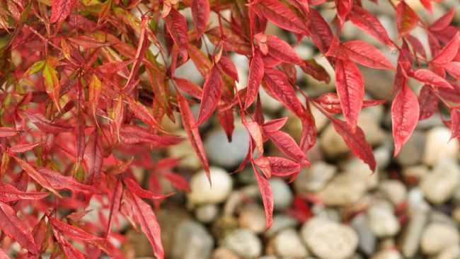 Detail Pohon Daun Merah Di Indonesia Nomer 3