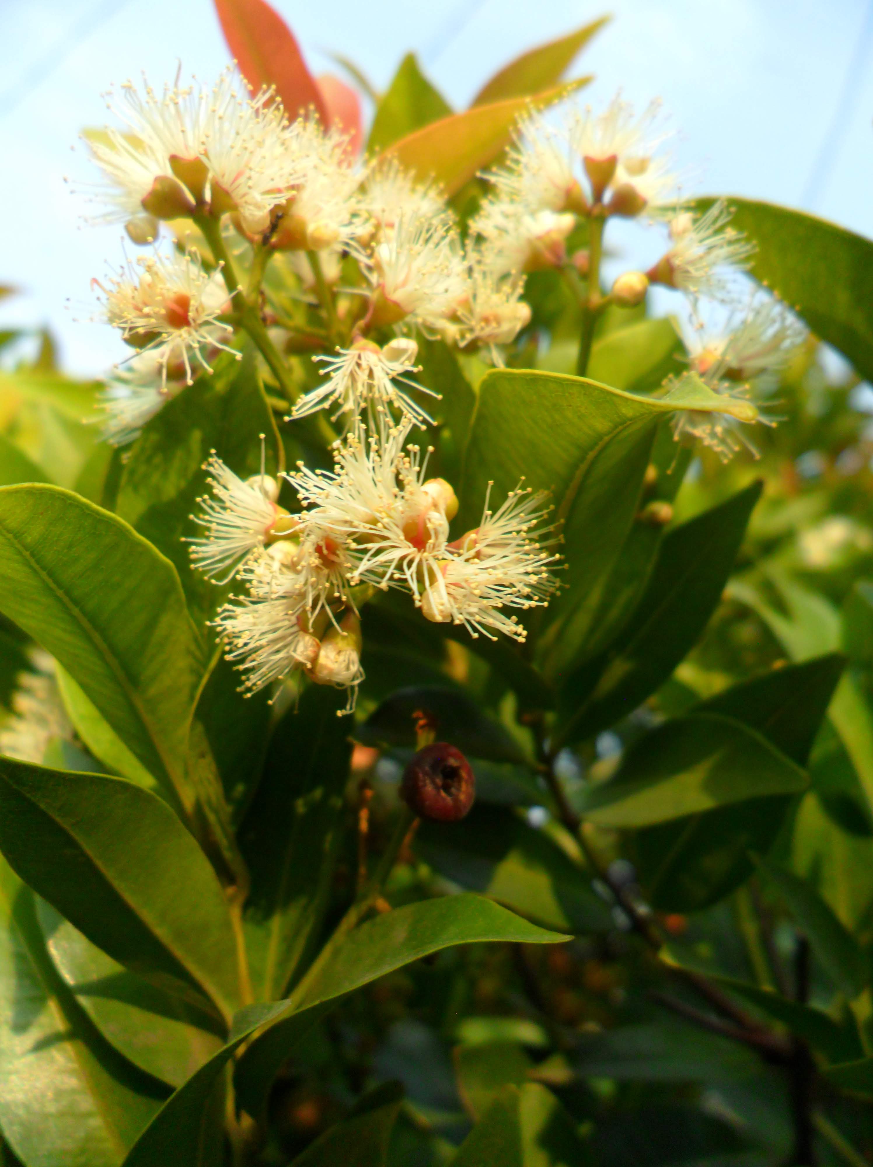 Detail Pohon Daun Merah Di Indonesia Nomer 27