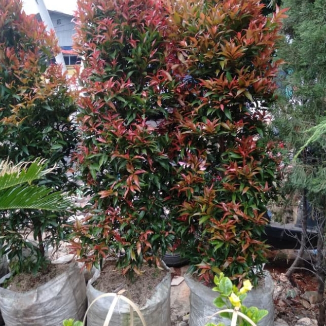 Detail Pohon Daun Merah Di Indonesia Nomer 30
