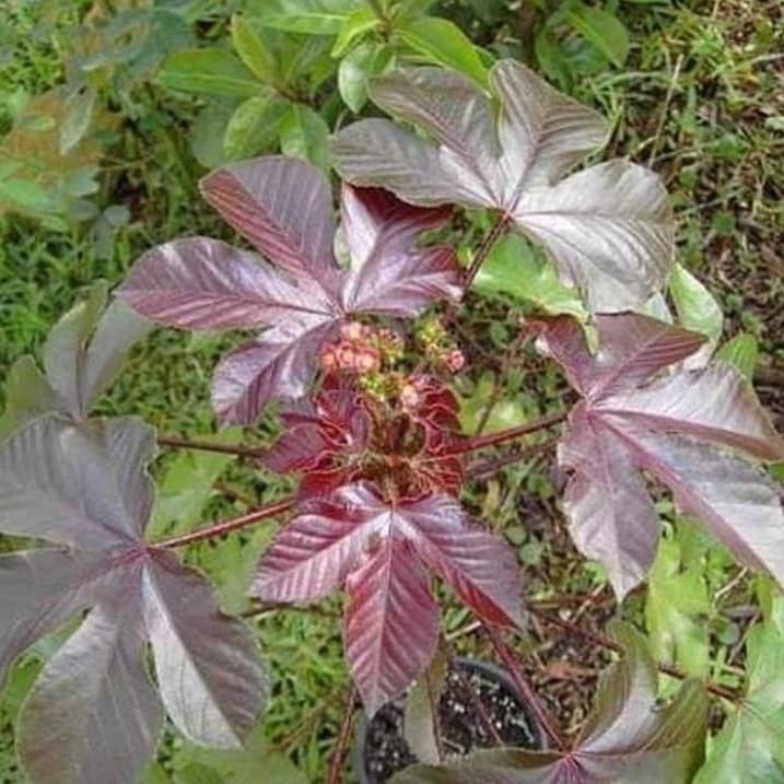 Detail Pohon Daun Merah Di Indonesia Nomer 34