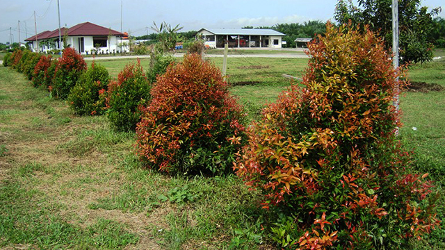 Detail Pohon Daun Merah Di Indonesia Nomer 42