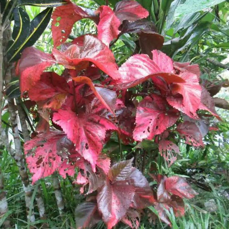 Detail Pohon Daun Merah Di Indonesia Nomer 7