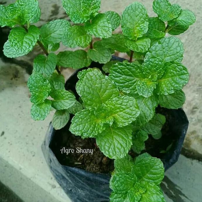 Detail Pohon Daun Mint Nomer 13