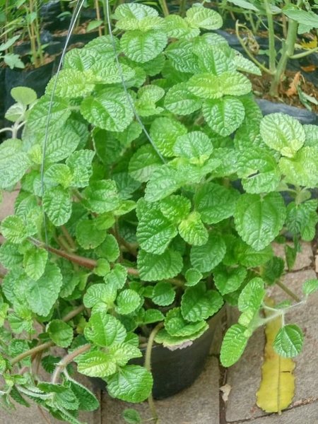 Detail Pohon Daun Mint Nomer 14