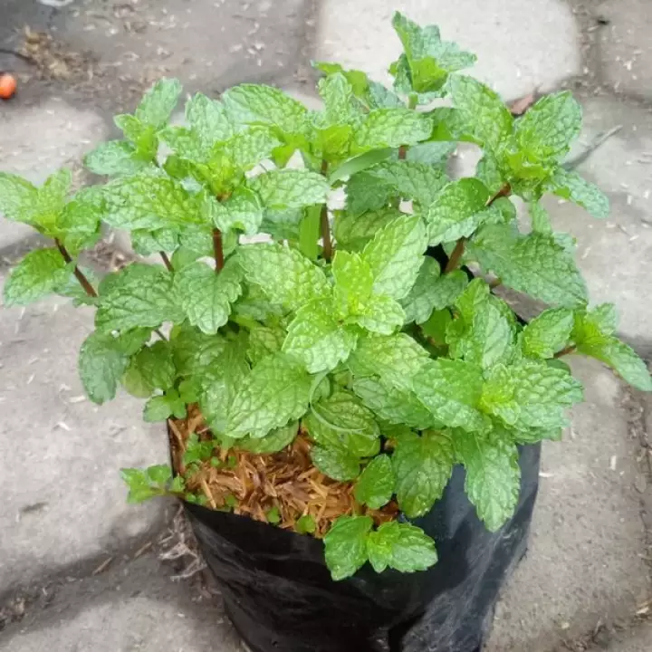 Detail Pohon Daun Mint Nomer 17