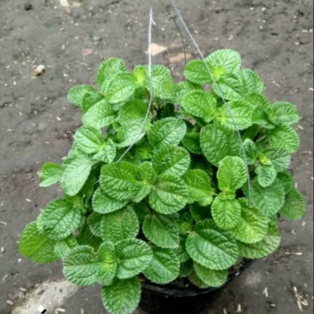 Detail Pohon Daun Mint Nomer 19