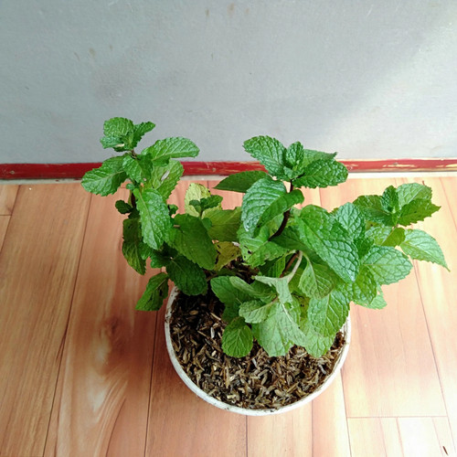 Detail Pohon Daun Mint Nomer 26