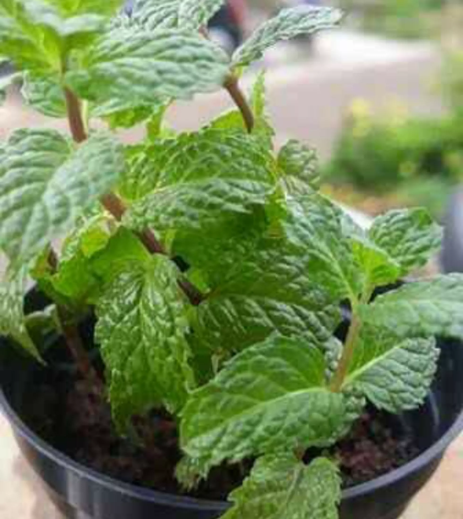 Download Pohon Daun Mint Nomer 28