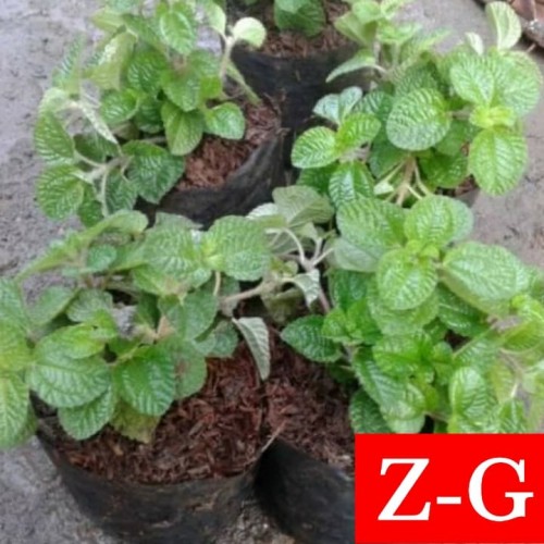 Detail Pohon Daun Mint Nomer 43