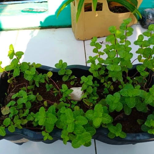 Detail Pohon Daun Mint Nomer 50