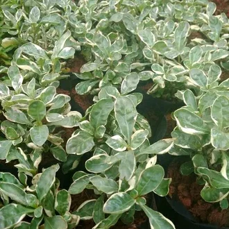 Detail Pohon Daun Putih Nomer 47