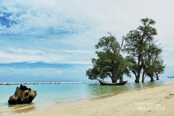 Detail Pohon Di Pinggir Pantai Nomer 43