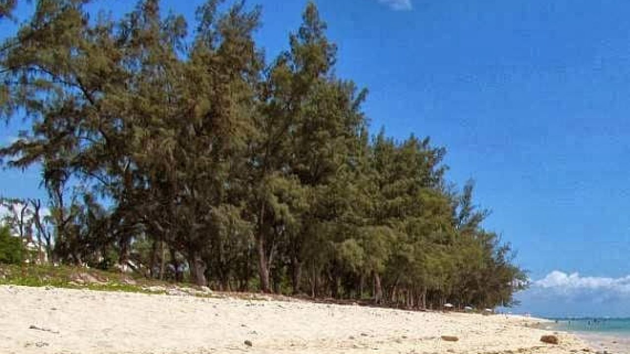 Detail Pohon Di Pinggir Pantai Nomer 6
