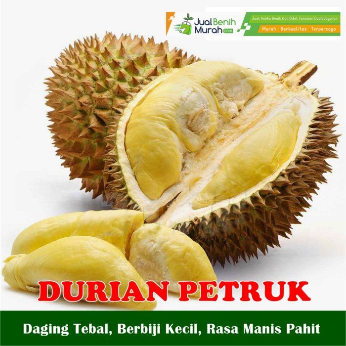 Detail Pohon Durian Petruk Nomer 13