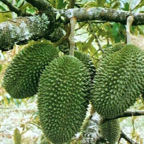 Detail Pohon Durian Petruk Nomer 14
