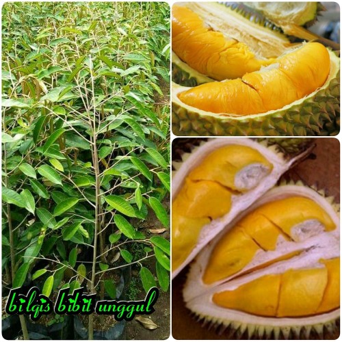 Detail Pohon Durian Petruk Nomer 19