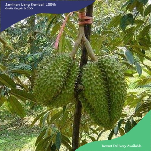 Detail Pohon Durian Petruk Nomer 24