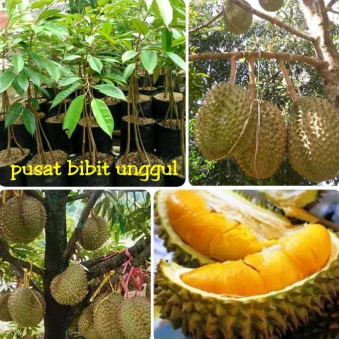Detail Pohon Durian Petruk Nomer 26